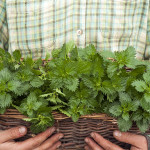 Nettle_bounty_web