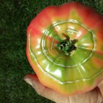 tomato with sun cracks