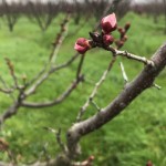Apricot buds in the popcorn stage